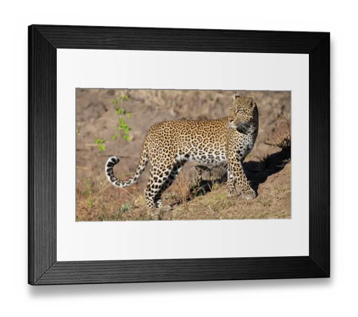 Framed Print : Zambia, South Luangwa National Park. Female leopard