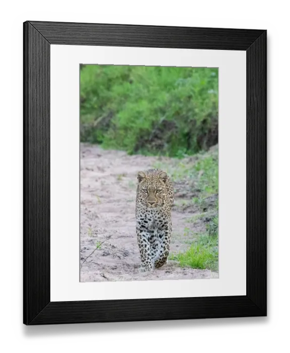 Framed Print : Zambia, South Luangwa National Park. Leopard