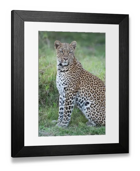 Framed Print : Zambia, South Luangwa National Park. Leopard Framed Print : Zambia, South Luangwa National Park. Leopard
