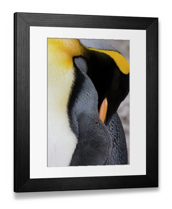 Framed Print : South Georgia, Right Whale Bay. Close-up of king penguin sleeping. ©Don Paulson / Jaynes Gallery / DanitaDelimont.com Framed Print : South Georgia, Right Whale Bay. Close-up of king penguin sleeping. ©Don Paulson / Jaynes Gallery / DanitaDelimont.com