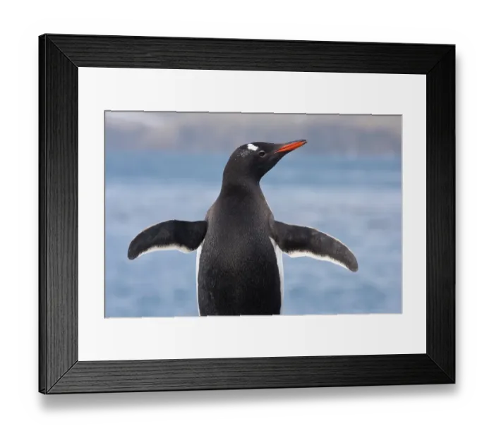 Framed Print : South Georgia, Fortuna Bay. Close-up of gentoo penguin. ©Don Paulson / Jaynes Gallery / DanitaDelimont.com Framed Print : South Georgia, Fortuna Bay. Close-up of gentoo penguin. ©Don Paulson / Jaynes Gallery / DanitaDelimont.com