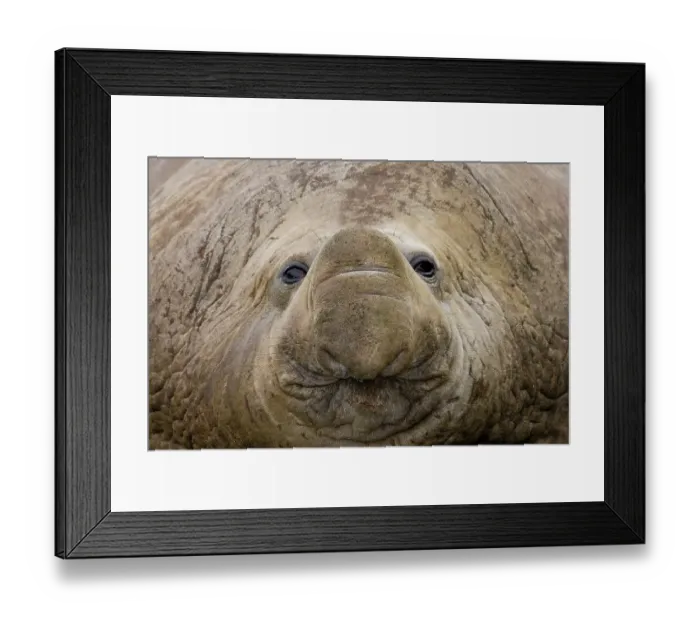 Framed Print : South Georgia, Elsehul Bay. Close-up of adult southern elephant seal face. ©Don Paulson / Jaynes Gallery / DanitaDelimont.com Framed Print : South Georgia, Elsehul Bay. Close-up of adult southern elephant seal face. ©Don Paulson / Jaynes Gallery / DanitaDelimont.com