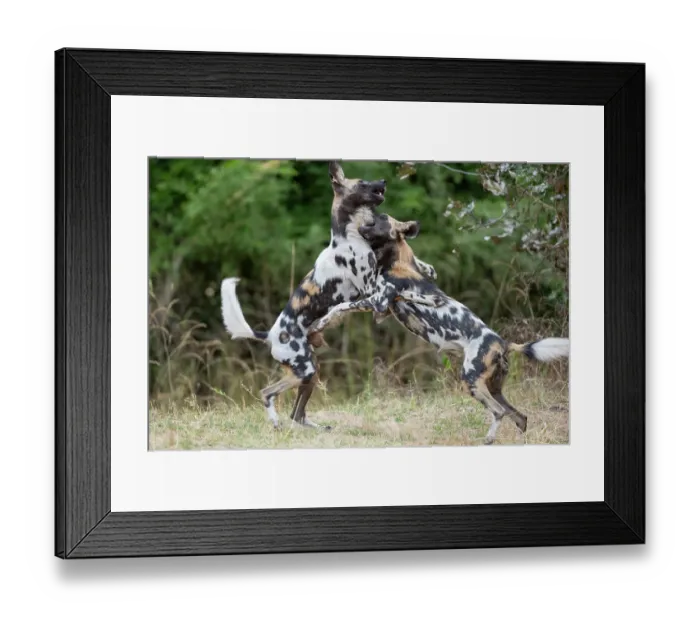 Framed Print : Zambia, South Luangwa National Park. African wild dog from the Manzi Pack