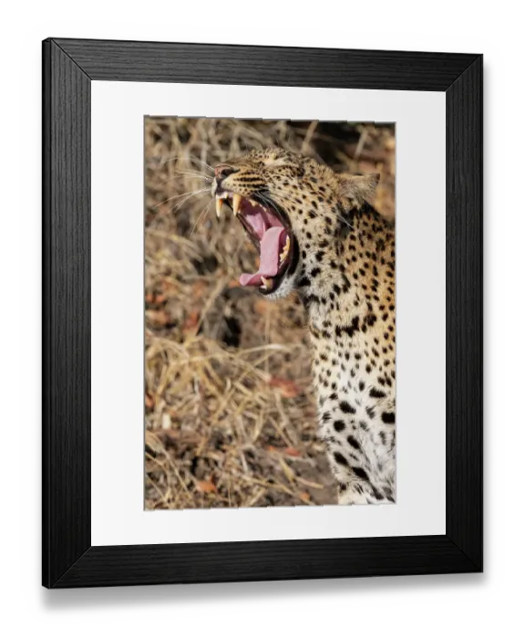 Framed Print : Zambia, South Luangwa National Park. Female leopard yawning Framed Print : Zambia, South Luangwa National Park. Female leopard yawning
