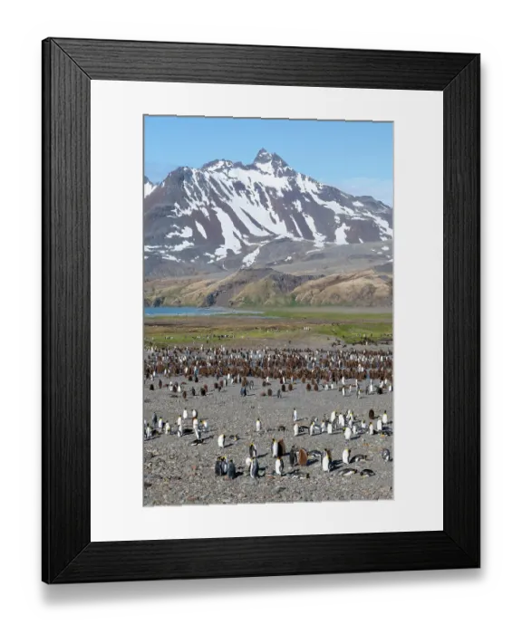 Framed Print : South Georgia, Fortuna Bay. King penguin colony, adults with chicks