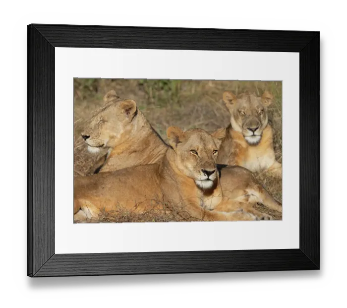 Framed Print : Zambia, South Luangwa National Park. Three adult lionesses