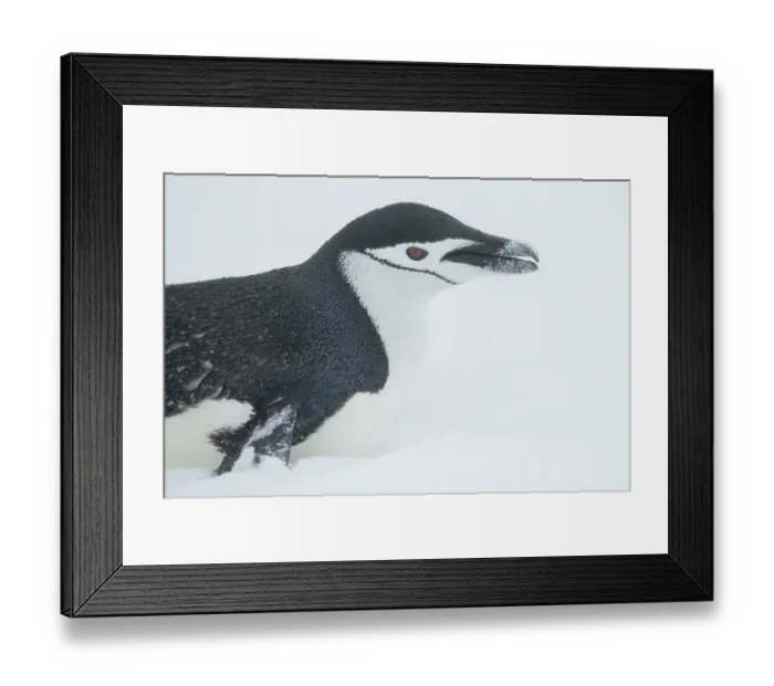 Framed Print : Antarctica, South Shetland Islands, Half Moon Bay. Chinstrap penguin toboggining in snow