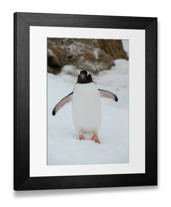 Framed Print : Antarctica, Brown Bluff. Gentoo penguin Framed Print : Antarctica, Brown Bluff. Gentoo penguin