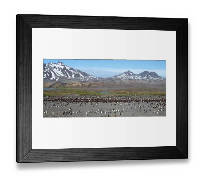 Framed Print : South Georgia, Fortuna Bay. King penguin colony, adults with chicks Framed Print : South Georgia, Fortuna Bay. King penguin colony, adults with chicks
