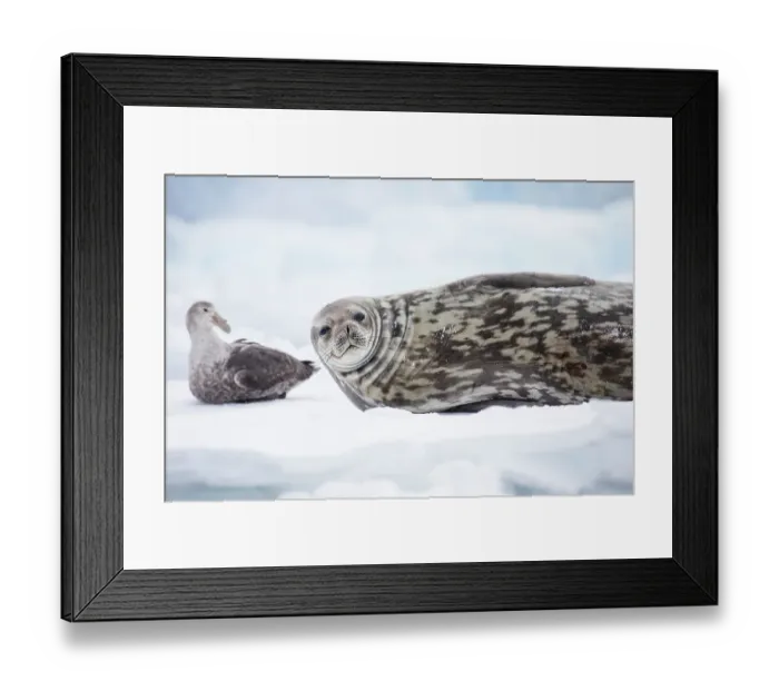 Framed Print : Southern Ocean, Antarctica. Portrait of a Weddell seal next to a southern giant petrel Framed Print : Southern Ocean, Antarctica. Portrait of a Weddell seal next to a southern giant petrel