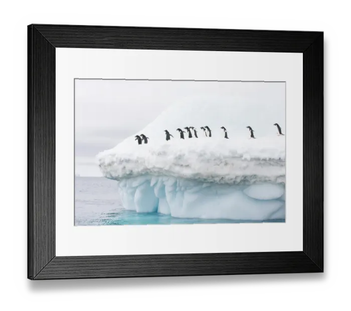 Framed Print : Southern Ocean, Antarctica. A group of Adelie penguins walk around the edge of an iceberg Framed Print : Southern Ocean, Antarctica. A group of Adelie penguins walk around the edge of an iceberg