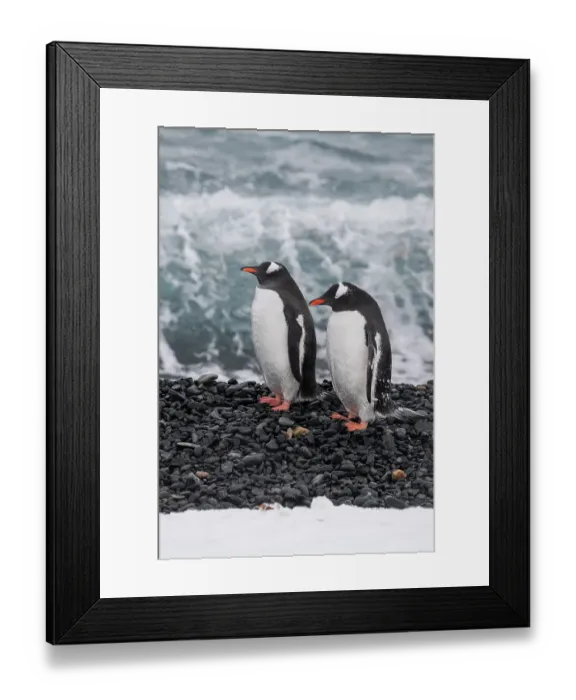 Framed Print : Antarctica, South Shetland Islands, Half Moon Bay. Pair of gentoo penguins on rocky black beach Framed Print : Antarctica, South Shetland Islands, Half Moon Bay. Pair of gentoo penguins on rocky black beach