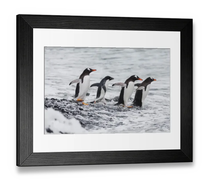 Framed Print : Southern Ocean, Antarctica. One Adelie penguin joins a group of gentoo penguins going out to sea Framed Print : Southern Ocean, Antarctica. One Adelie penguin joins a group of gentoo penguins going out to sea