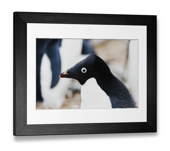 Framed Print : Southern Ocean, Antarctica. Headshot of an Adelie penguin with its crest raised Framed Print : Southern Ocean, Antarctica. Headshot of an Adelie penguin with its crest raised