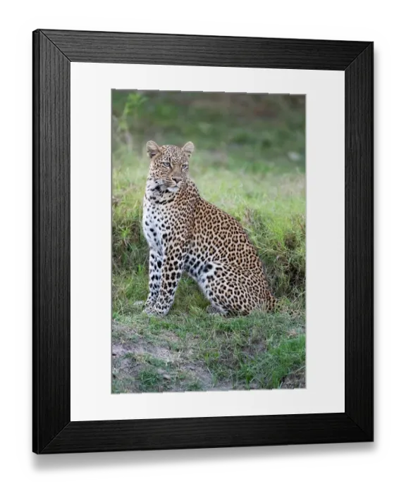 Framed Print : Zambia, South Luangwa National Park. Leopard Framed Print : Zambia, South Luangwa National Park. Leopard