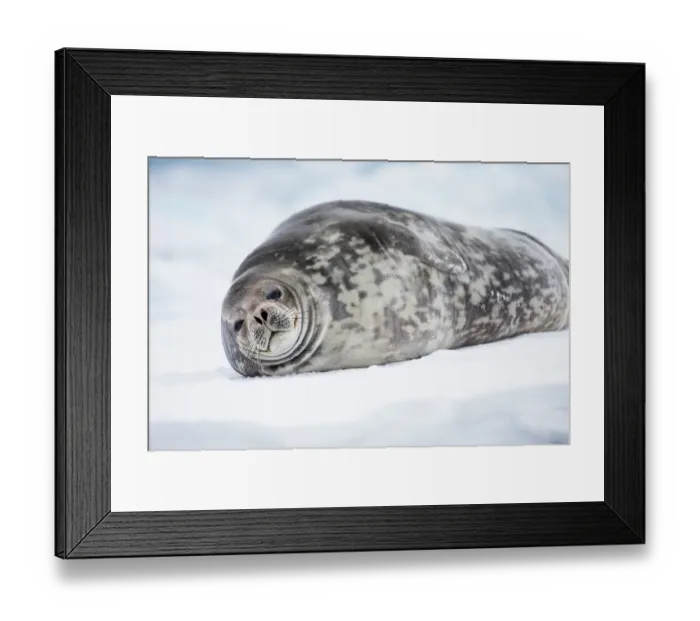 Framed Print : Southern Ocean, Antarctica. Portrait of a Weddell seal