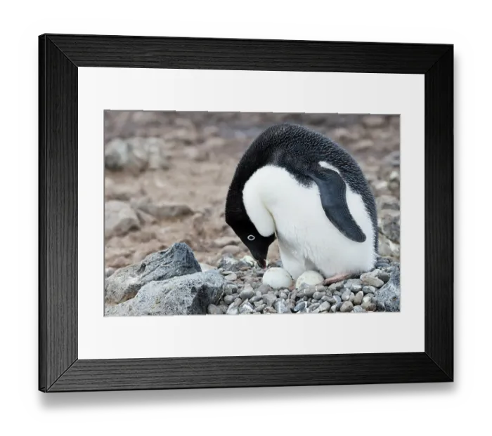 Framed Print : Southern Ocean, Antarctica. Adelie penguin moving its eggs around in the nest Framed Print : Southern Ocean, Antarctica. Adelie penguin moving its eggs around in the nest