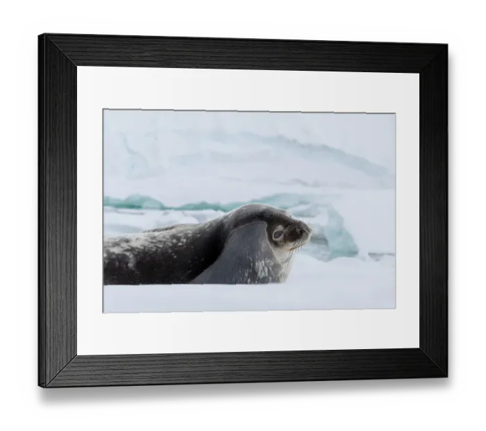 Framed Print : Southern Ocean, Antarctica. A Weddell seal raises its head from its spot on a small iceberg