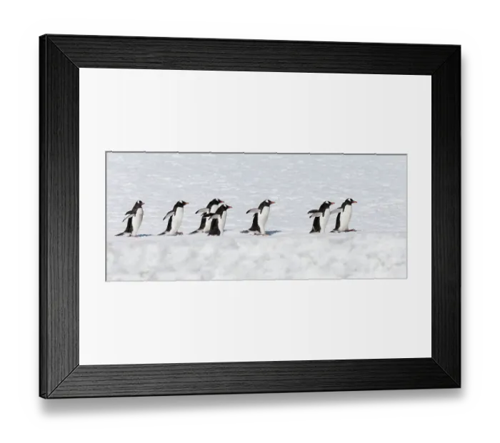 Framed Print : Southern Ocean, Antarctica. A group of gentoo penguins walk in a line at the edge of a snow field