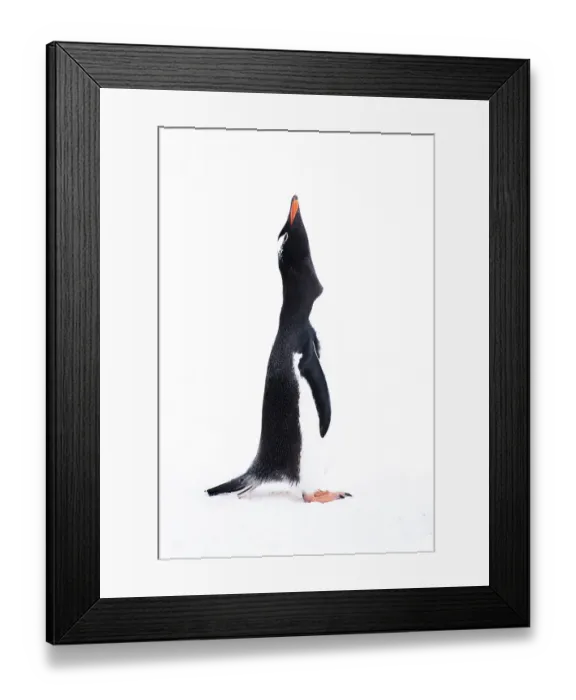 Framed Print : Southern Ocean, Antarctica. Portrait of a gentoo penguin throwing its head back in display Framed Print : Southern Ocean, Antarctica. Portrait of a gentoo penguin throwing its head back in display