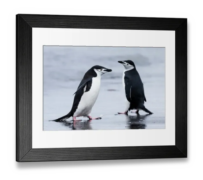 Framed Print : Southern Ocean, Antarctica, Aitcho Island. Two chinstrap penguins pass on the beach Framed Print : Southern Ocean, Antarctica, Aitcho Island. Two chinstrap penguins pass on the beach
