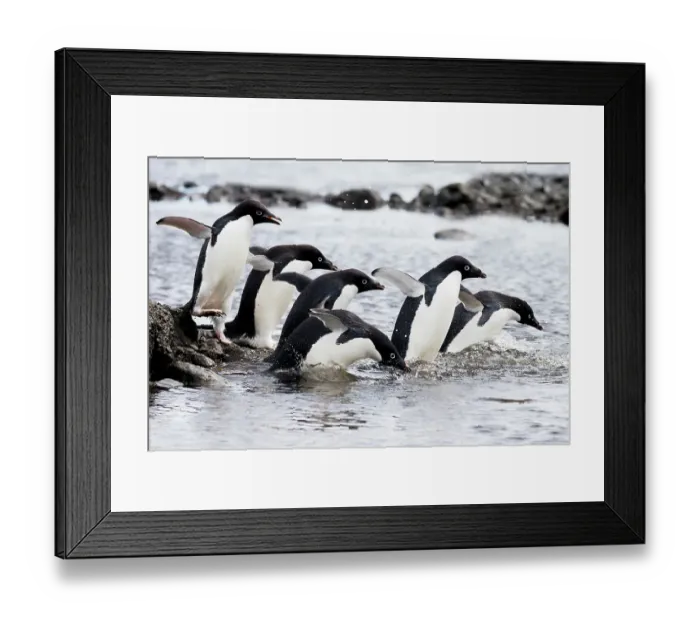 Framed Print : Southern Ocean, Antarctica, Northeast Peninsula. A group of Adelie penguins gather together before daring to go out to sea Framed Print : Southern Ocean, Antarctica, Northeast Peninsula. A group of Adelie penguins gather together before daring to go out to sea
