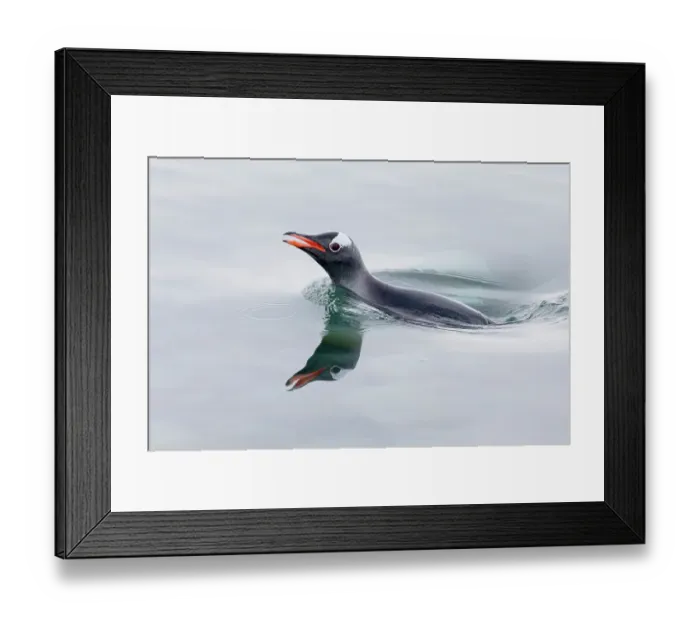 Framed Print : Southern Ocean, Antarctica. A single gentoo penguin pops its head above the silky smooth water