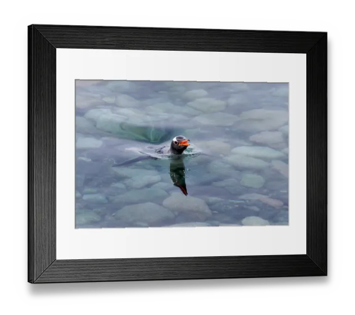 Framed Print : Southern Ocean, Antarctica, Cuverville Island. A single penguin pokes its head above the clear water Framed Print : Southern Ocean, Antarctica, Cuverville Island. A single penguin pokes its head above the clear water