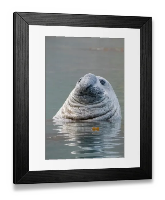 Framed Print : British Overseas Territories, South Georgia Island, Ocean Harbor. Male elephant seal in the water, face detail Framed Print : British Overseas Territories, South Georgia Island, Ocean Harbor. Male elephant seal in the water, face detail