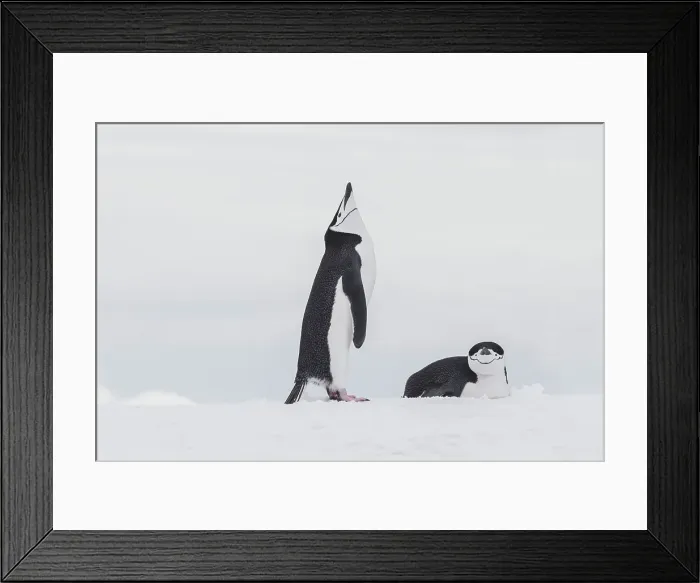 Framed Print : Southern Ocean, Antarctica, Northwest Peninsula. Chinstrap penguin displays over its mate Framed Print : Southern Ocean, Antarctica, Northwest Peninsula. Chinstrap penguin displays over its mate