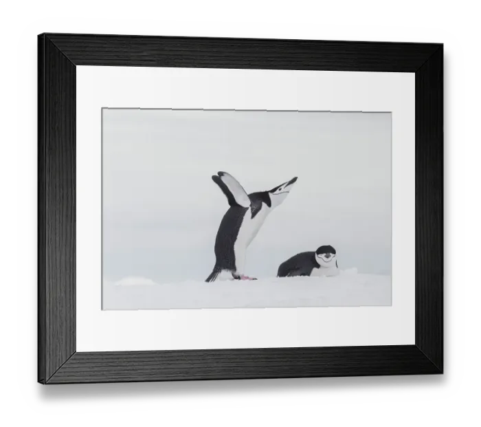 Framed Print : Southern Ocean, Antarctica, Northwest Peninsula. Chinstrap penguin displays over its mate Framed Print : Southern Ocean, Antarctica, Northwest Peninsula. Chinstrap penguin displays over its mate