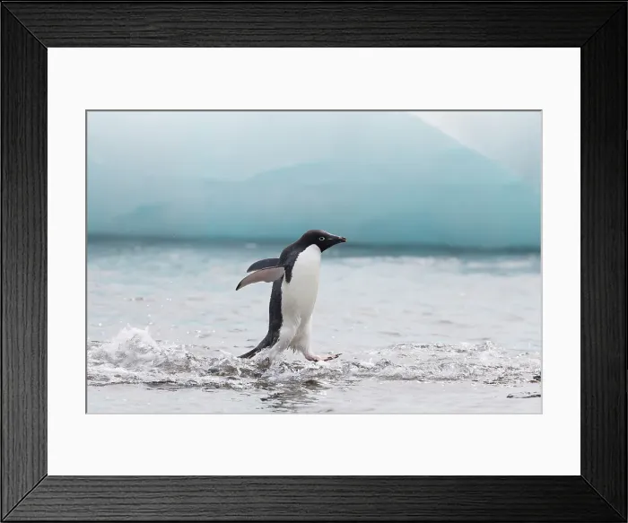 Framed Print : Southern Ocean, Antarctica, Northeast Peninsula. Adelie penguin appears to walk on water as it moves on the beach Framed Print : Southern Ocean, Antarctica, Northeast Peninsula. Adelie penguin appears to walk on water as it moves on the beach