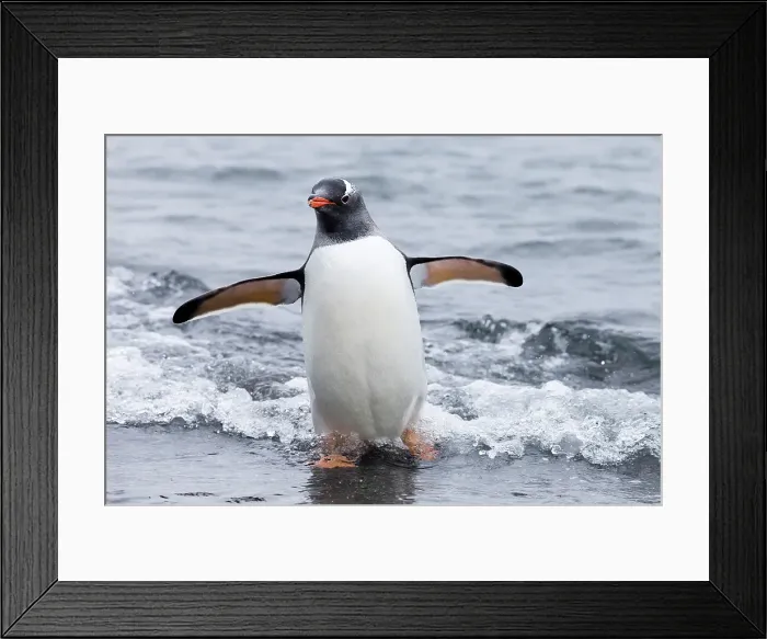 Framed Print : Southern Ocean, Antarctica, Aitcho Island. Gentoo penguin emerges from the ocean Framed Print : Southern Ocean, Antarctica, Aitcho Island. Gentoo penguin emerges from the ocean