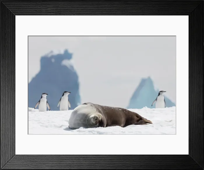 Framed Print : Southern Ocean, Antarctica, Hydrurga Rocks. A Weddell seal rests on the snow with chinstrap penguins in the background Framed Print : Southern Ocean, Antarctica, Hydrurga Rocks. A Weddell seal rests on the snow with chinstrap penguins in the background