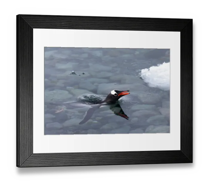 Framed Print : Southern Ocean, Antarctica, Cuverville Island. A single gentoo penguin pokes its head up to the surface of the clear water Framed Print : Southern Ocean, Antarctica, Cuverville Island. A single gentoo penguin pokes its head up to the surface of the clear water