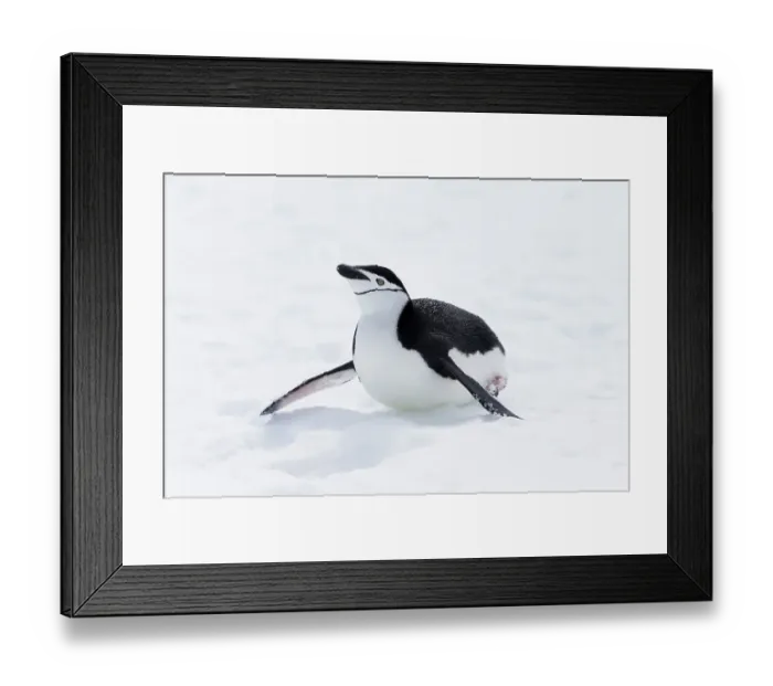 Framed Print : Southern Ocean, Antarctica. Chinstrap penguin propels itself across the snow