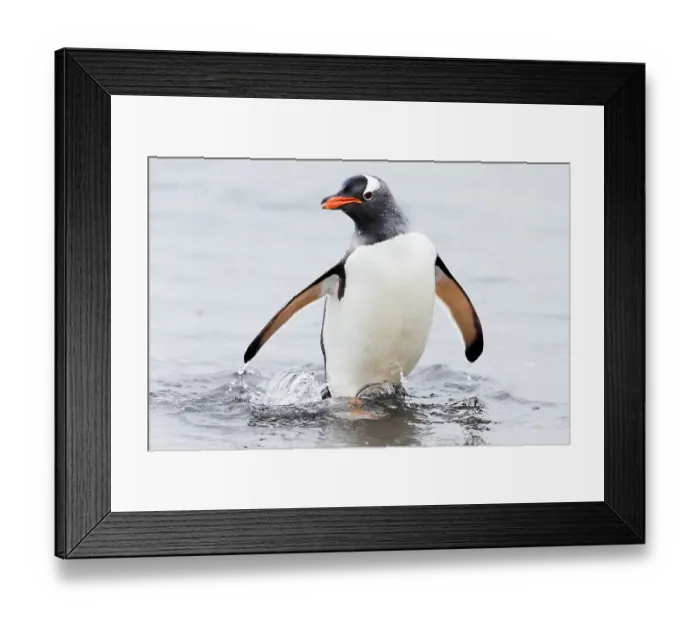Framed Print : Southern Ocean, Antarctica, Aitcho Island. Gentoo penguin emerges from the ocean