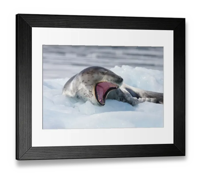 Framed Print : Southern Ocean, Antarctica. A leopard seal, rests on a small iceberg and yawn to show its teeth Framed Print : Southern Ocean, Antarctica. A leopard seal, rests on a small iceberg and yawn to show its teeth