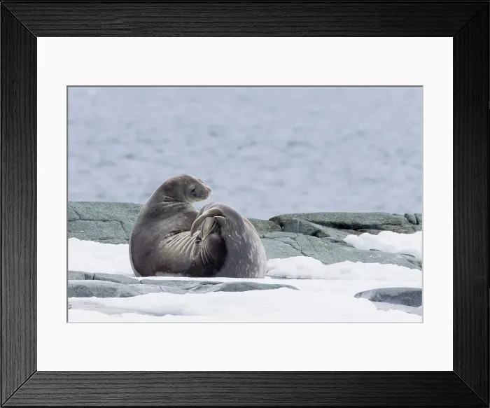 Framed Print : Southern Ocean, Antarctica, Hydrurga Rocks. A Weddell seal stretches while resting on the snow covered rocks Framed Print : Southern Ocean, Antarctica, Hydrurga Rocks. A Weddell seal stretches while resting on the snow covered rocks