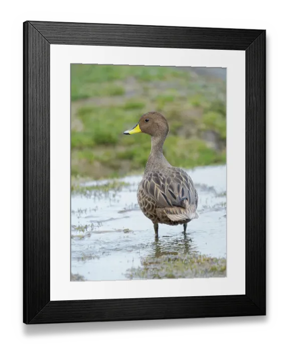 Framed Print : South Georgia pintail, an endemic duck species restricted to South Georgia, a subspecies to Anas Georgica. Antarctica, subantarctic, South Georgia, , Grytviken. (Editorial Use Only)