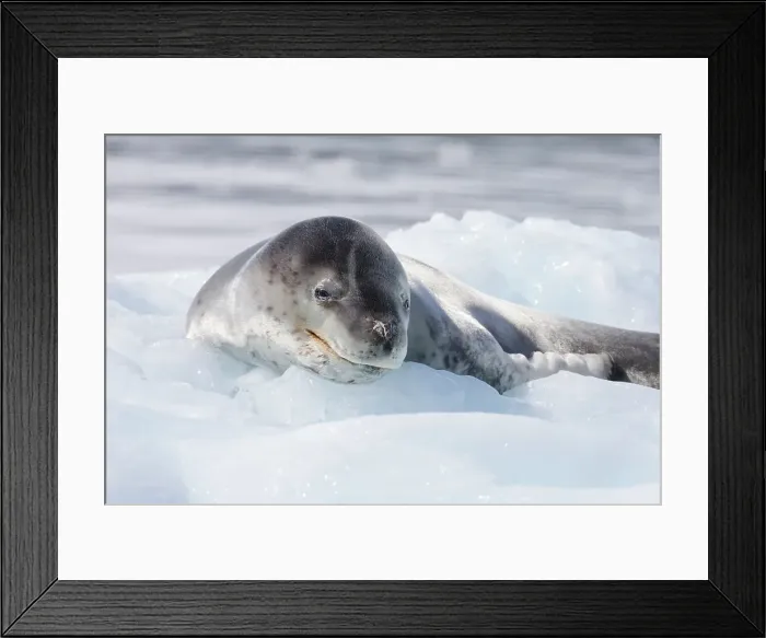 Framed Print : Southern Ocean, Antarctica. A leopard seal, rests on a small iceberg Framed Print : Southern Ocean, Antarctica. A leopard seal, rests on a small iceberg