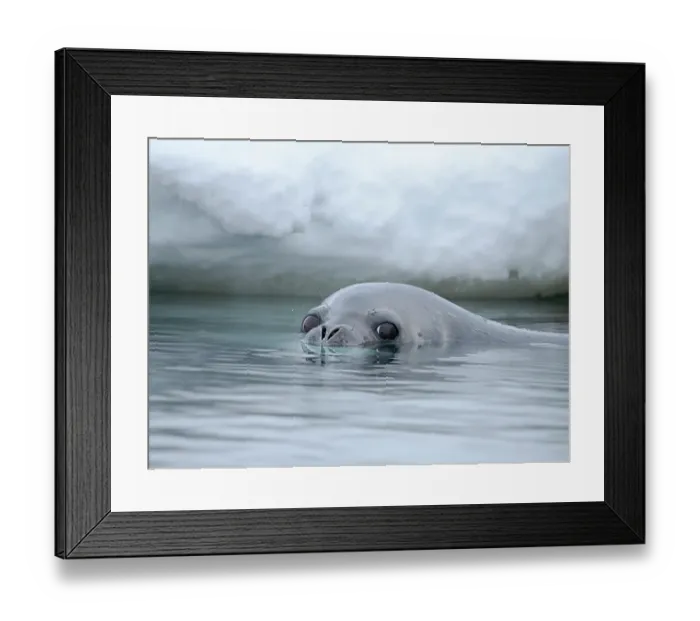 Framed Print : Weddell seal swimming near Goudier Island, Antarctic Peninsula. Antarctica