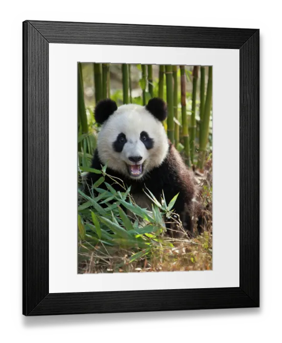 Framed Print : China. Close-up of young giant panda bear. ©Jim Zuckerman / Jaynes Gallery / DanitaDelimont.com Framed Print : China. Close-up of young giant panda bear. ©Jim Zuckerman / Jaynes Gallery / DanitaDelimont.com