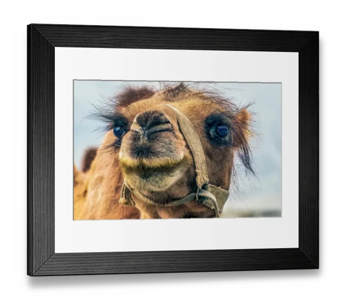 Framed Print : Nubra Valley, Ladakh, India. Close-up portrait of Bactrian Camel or two humped camel
