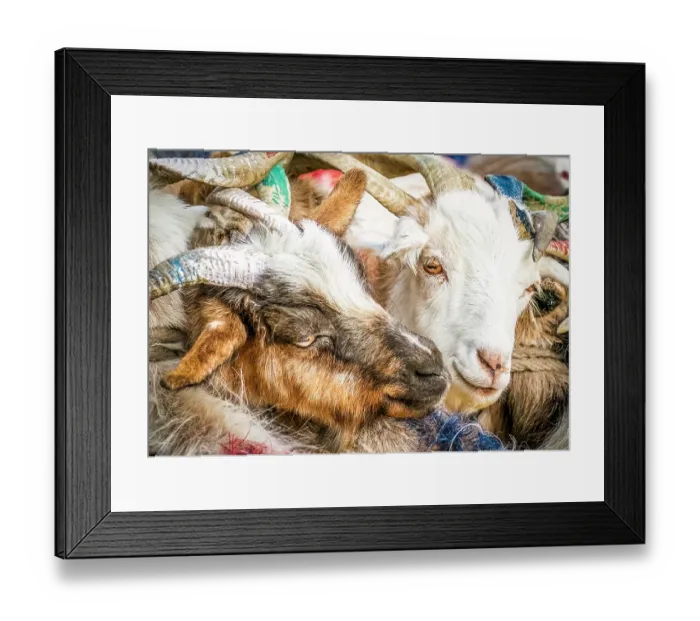 Framed Print : Lake, Ladakh, India. Close-up portrait of two goats tied together being milked by herders near the lake