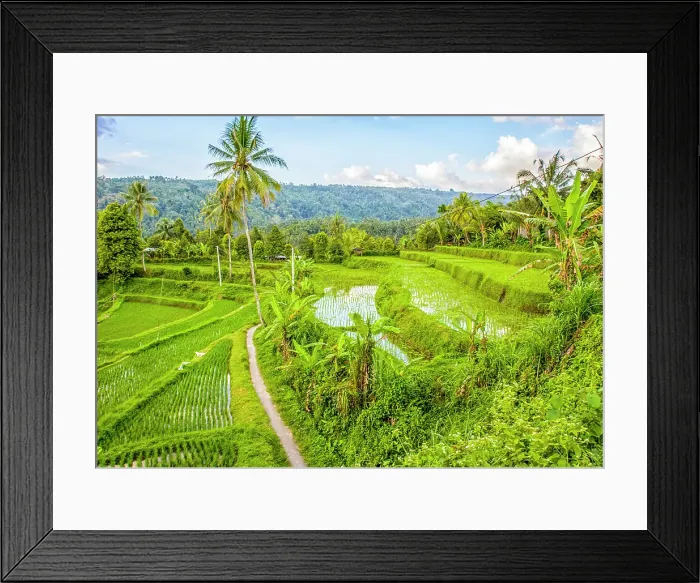 Framed Print : Bali, Indonesia. Landscape view of lush, green, rice paddies and scenic tropical terraced countryside