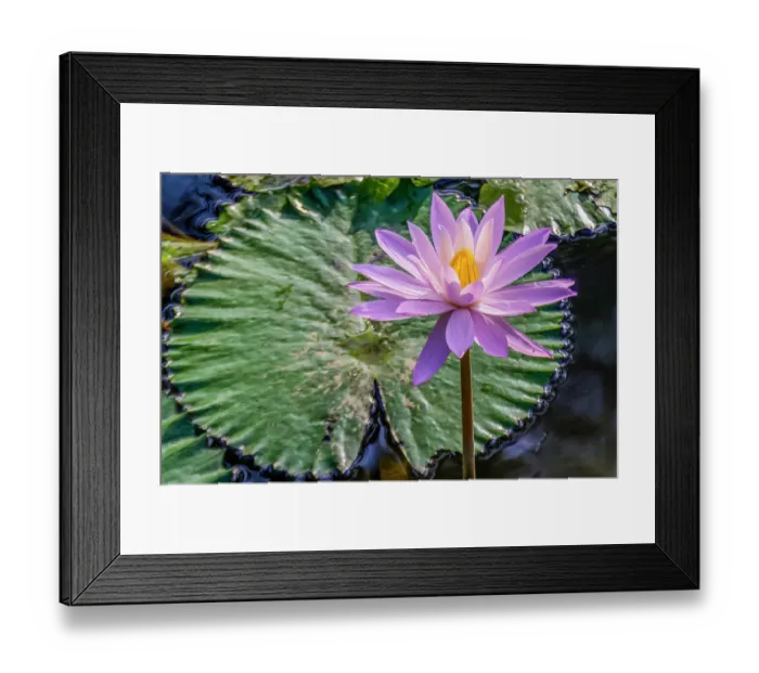 Framed Print : Bali, Indonesia, Close-up portrait of mauve water lily, growing in a pool in a temple complex Framed Print : Bali, Indonesia, Close-up portrait of mauve water lily, growing in a pool in a temple complex