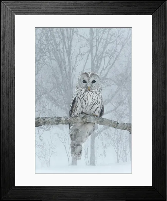 Framed Print : Japan, Hokkaido. Ural owl on limb in winter. ©Jim Zuckerman / Jaynes Gallery / DanitaDelimont.com Framed Print : Japan, Hokkaido. Ural owl on limb in winter. ©Jim Zuckerman / Jaynes Gallery / DanitaDelimont.com