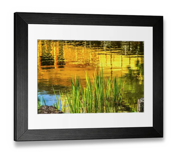 Framed Print : Colorful water reflection, Kinkaku-Ji (Rokuon-Ji) golden pavilion, Kyoto, Japan. Dates to 1397