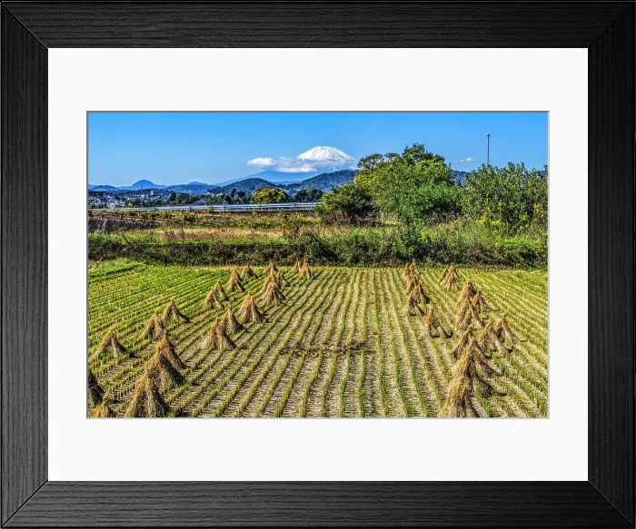 Framed Print : Colorful rice field Rural with snowy Mount Fuji, Hiratsuka, Kanagawa, Japan. Highest mountain in Japan over 12, 000 feet